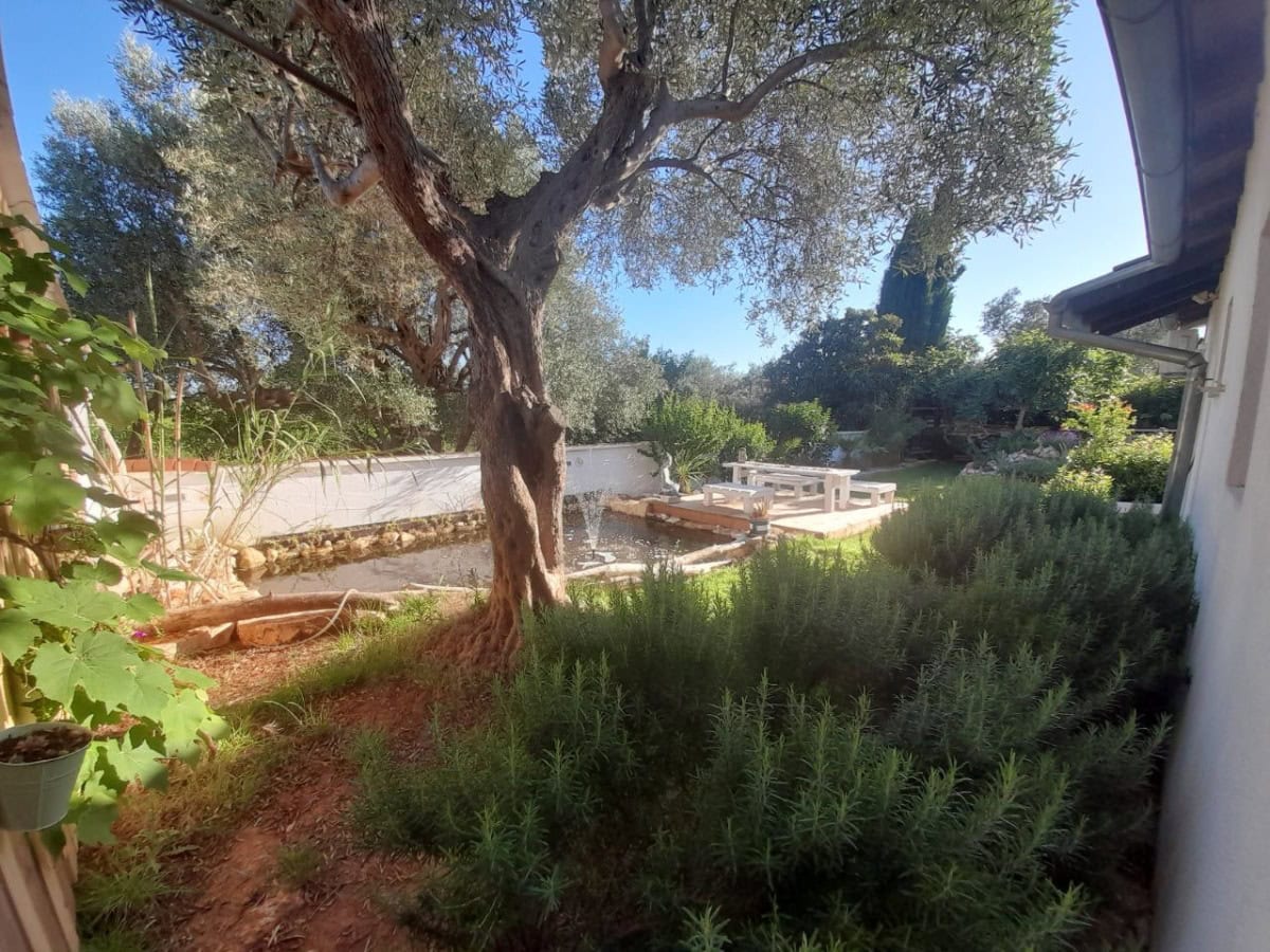Haus Rovinj Baum mit Teich